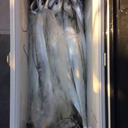 SeaRide(シーライド) 釣果