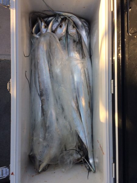 SeaRide(シーライド) 釣果