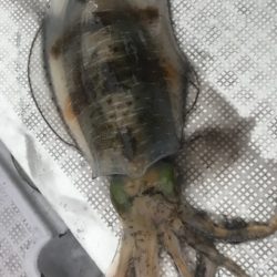 まるいち丸 ZERO-1 釣果