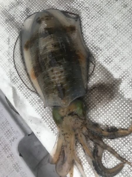 まるいち丸 ZERO-1 釣果