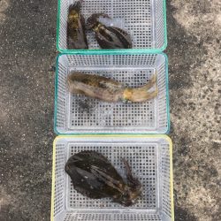 まるいち丸 ZERO-1 釣果