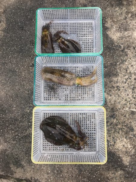 まるいち丸 ZERO-1 釣果