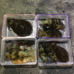 まるいち丸 ZERO-1 釣果