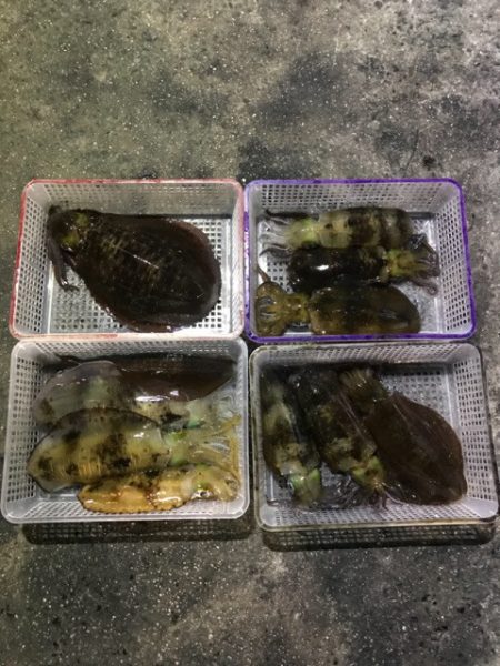 まるいち丸 ZERO-1 釣果