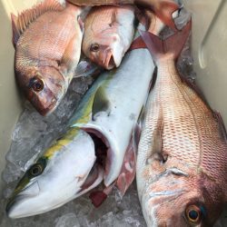 第二八坂丸 釣果