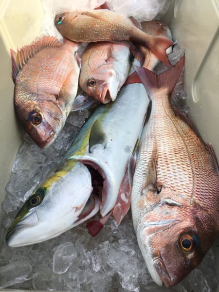 第二八坂丸 釣果