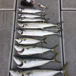 SeaRide(シーライド) 釣果