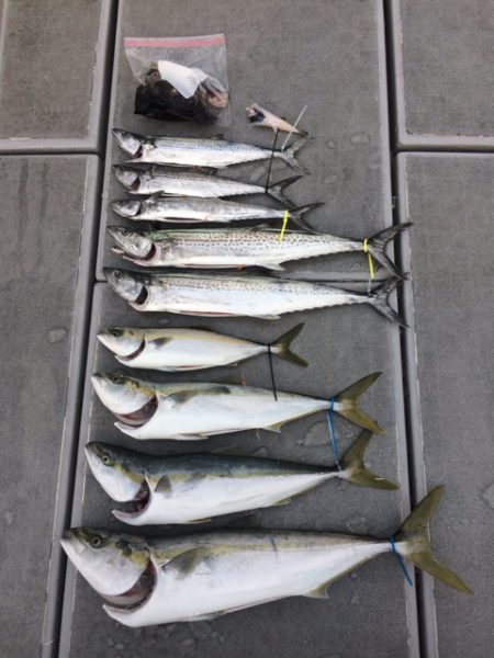 SeaRide(シーライド) 釣果