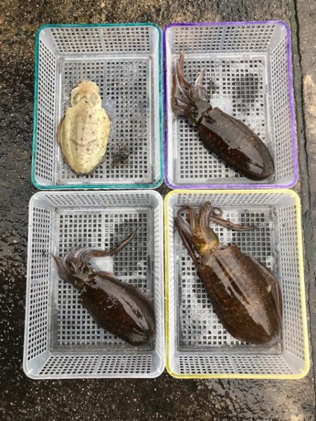 まるいち丸 ZERO-1 釣果