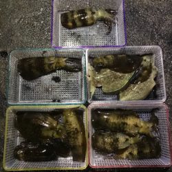 まるいち丸 ZERO-1 釣果