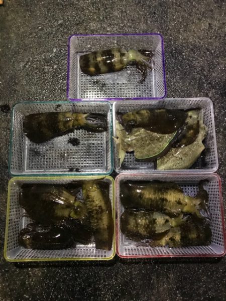 まるいち丸 ZERO-1 釣果