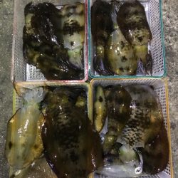 まるいち丸 ZERO-1 釣果