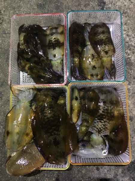 まるいち丸 ZERO-1 釣果