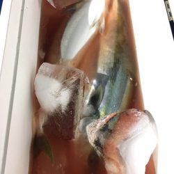 第二八坂丸 釣果