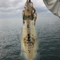 まるいち丸 ZERO-1 釣果