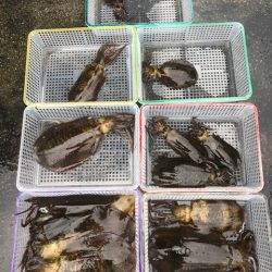 まるいち丸 ZERO-1 釣果