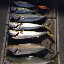 SeaRide(シーライド) 釣果