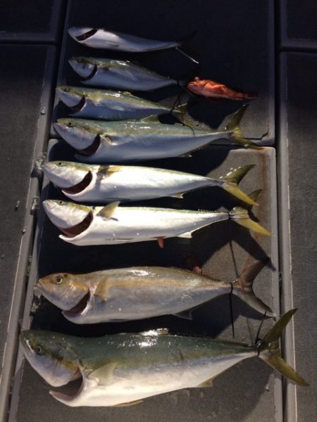 SeaRide(シーライド) 釣果