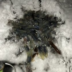 シーランチ 釣果