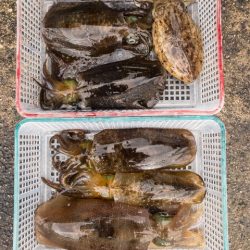 まるいち丸 ZERO-1 釣果