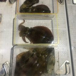 まるいち丸 ZERO-1 釣果