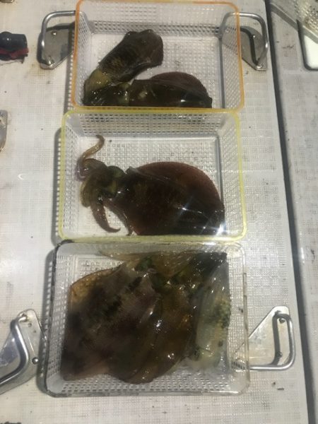 まるいち丸 ZERO-1 釣果