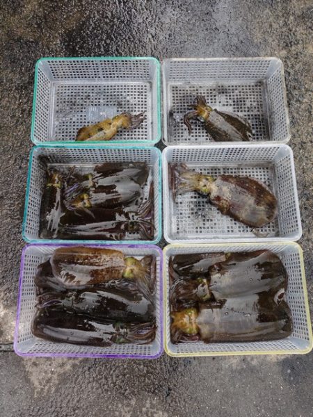 まるいち丸 ZERO-1 釣果