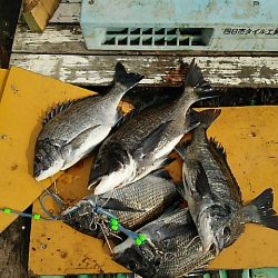 KO-SHIN丸 釣果