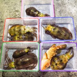 まるいち丸 ZERO-1 釣果