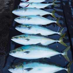 まるいち丸 ZERO-1 釣果