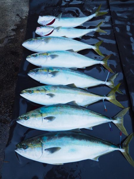 まるいち丸 ZERO-1 釣果