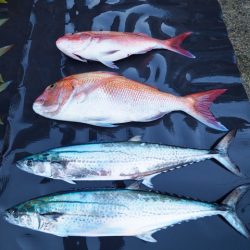 まるいち丸 ZERO-1 釣果