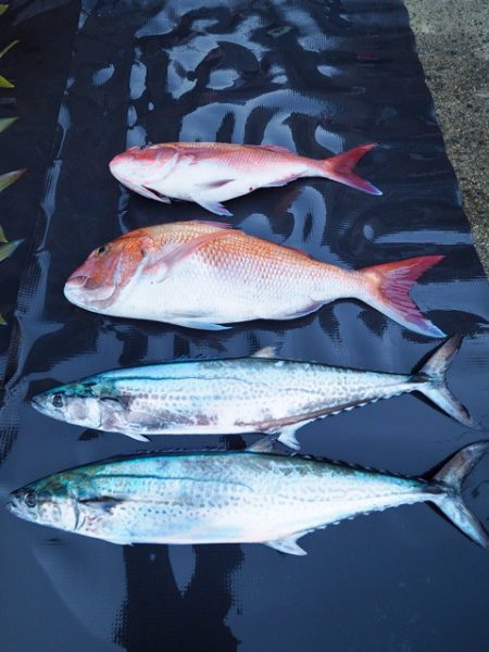 まるいち丸 ZERO-1 釣果