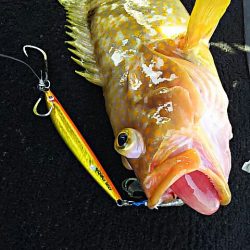 光生丸 釣果