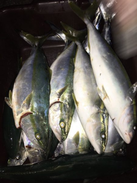 うさぎ丸 釣果
