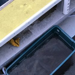 シーランチ 釣果