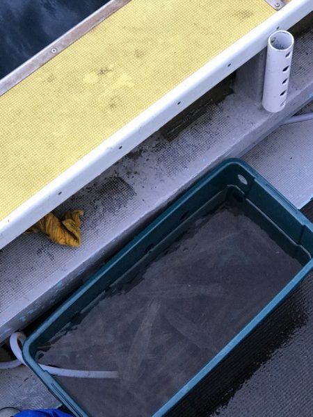 シーランチ 釣果