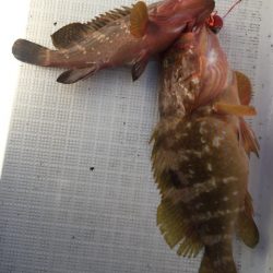 「LaGooN」蒼陽丸 日和号 釣果