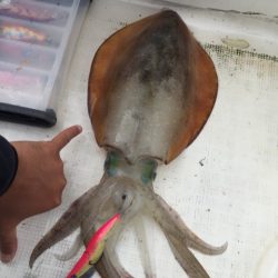 「LaGooN」蒼陽丸 日和号 釣果