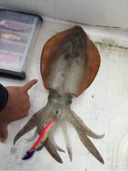 「LaGooN」蒼陽丸 日和号 釣果