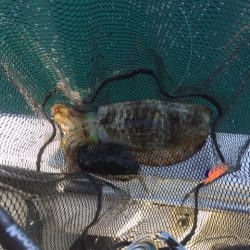 「LaGooN」蒼陽丸 日和号 釣果