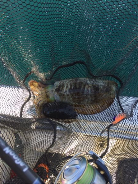 「LaGooN」蒼陽丸 日和号 釣果