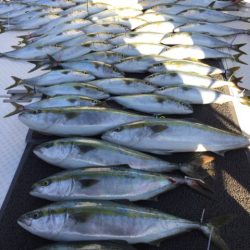 ビッグファイター 釣果