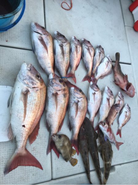 遊漁船メテオ 釣果