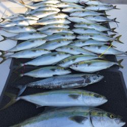 ビッグファイター 釣果