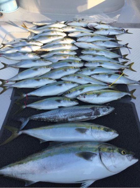 ビッグファイター 釣果