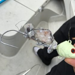 末広丸(熊本) 釣果