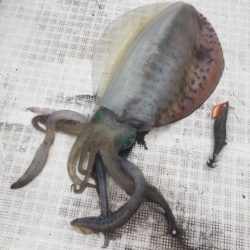 「LaGooN」蒼陽丸 日和号 釣果