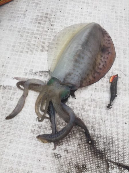 「LaGooN」蒼陽丸 日和号 釣果