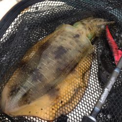 「LaGooN」蒼陽丸 日和号 釣果